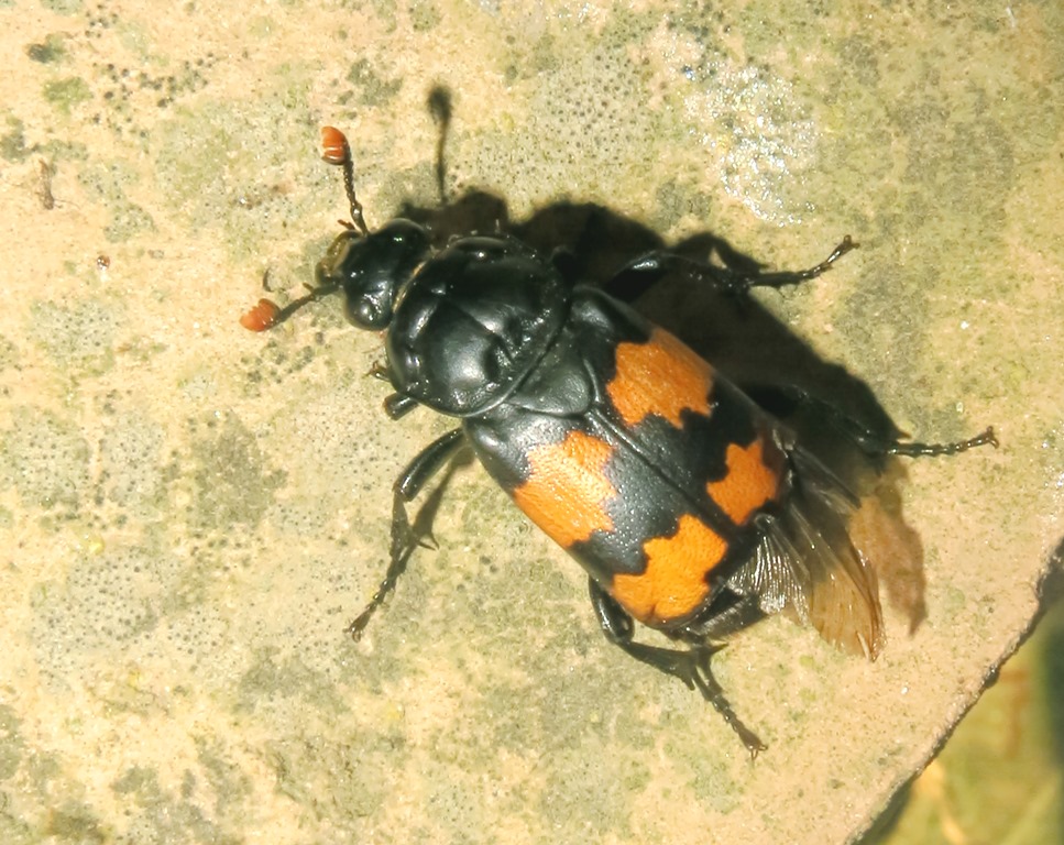 Nicrophorus cf. interruptus, Silphidae