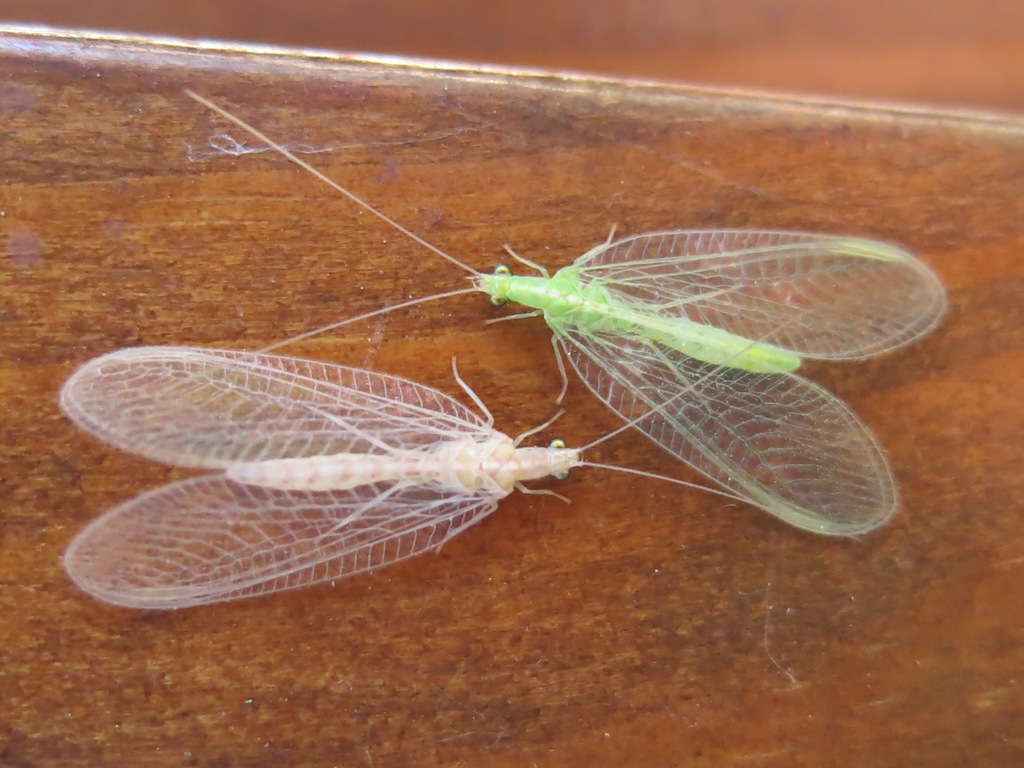 verde e bianca da identificare?