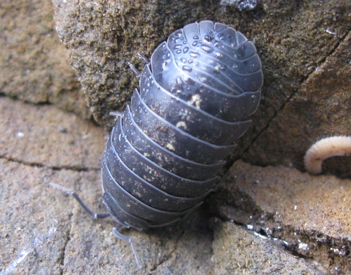 Armadillidium
