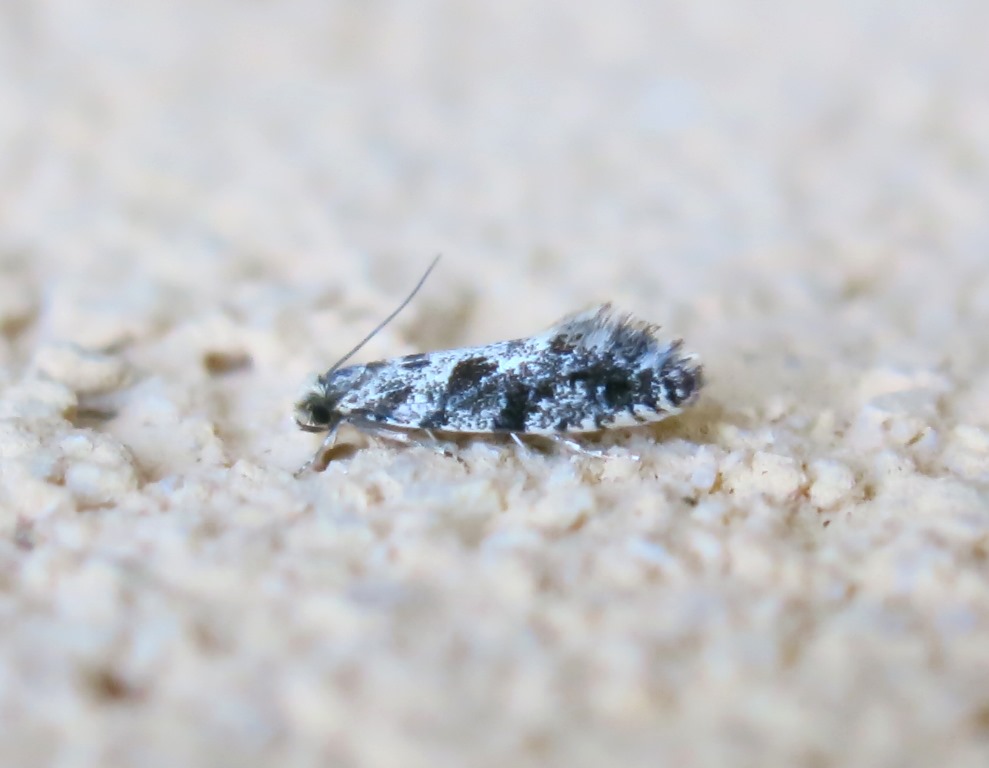 Tineidae da identificare - Nemapogon sp.