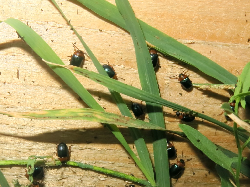 domanda su Gastrophysa polygoni