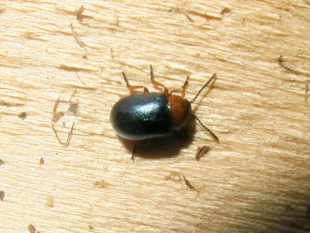 domanda su Gastrophysa polygoni