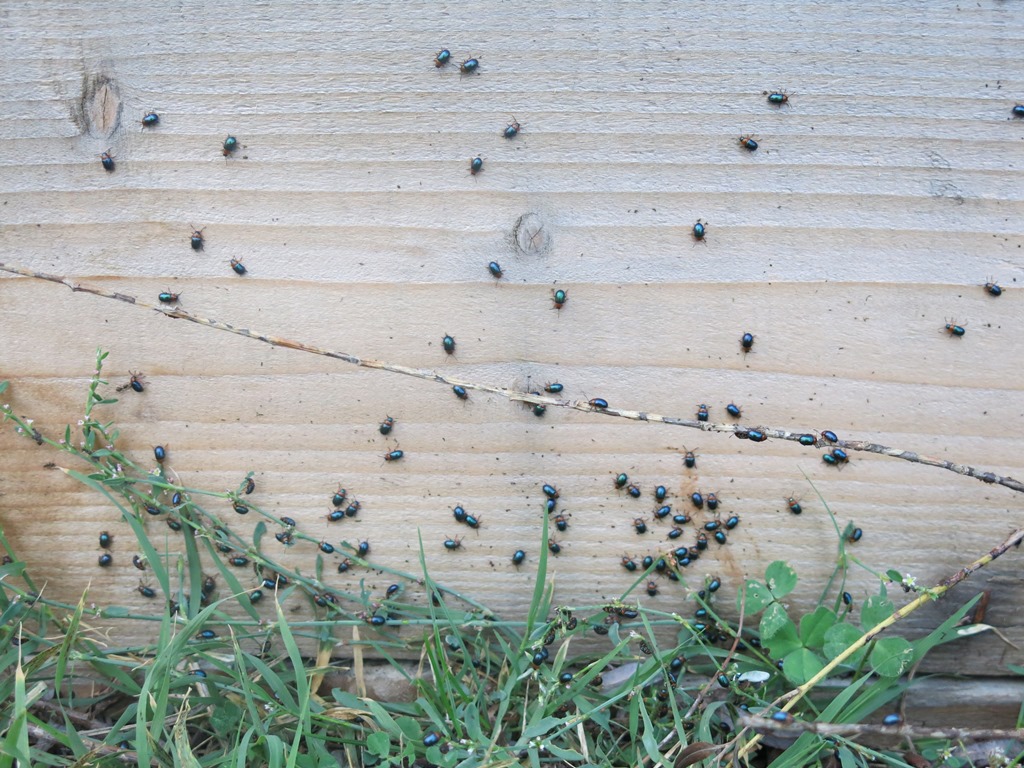 domanda su Gastrophysa polygoni