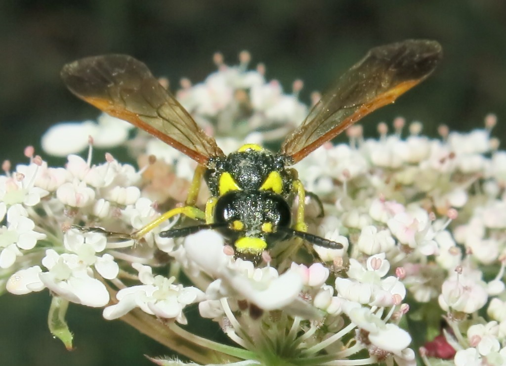 Tenthredo omissa, femmina