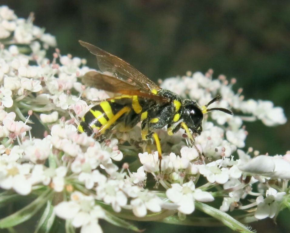 Tenthredo omissa, femmina