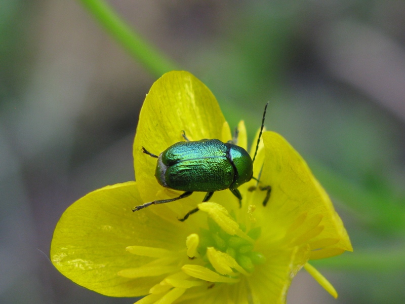 Cryptocephalus sp.