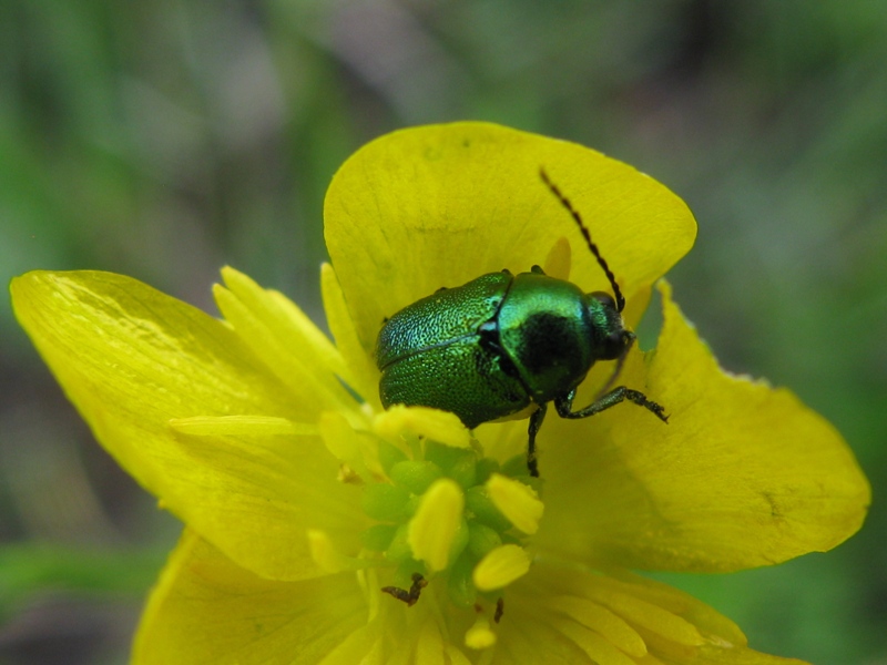 Cryptocephalus sp.