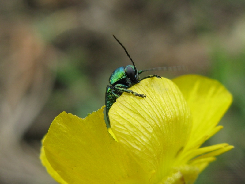 Cryptocephalus sp.