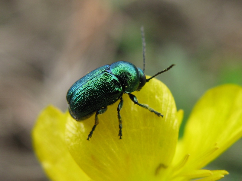 Cryptocephalus sp.