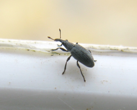 Curculionidae? No, Catapion sp. (Apionidae)