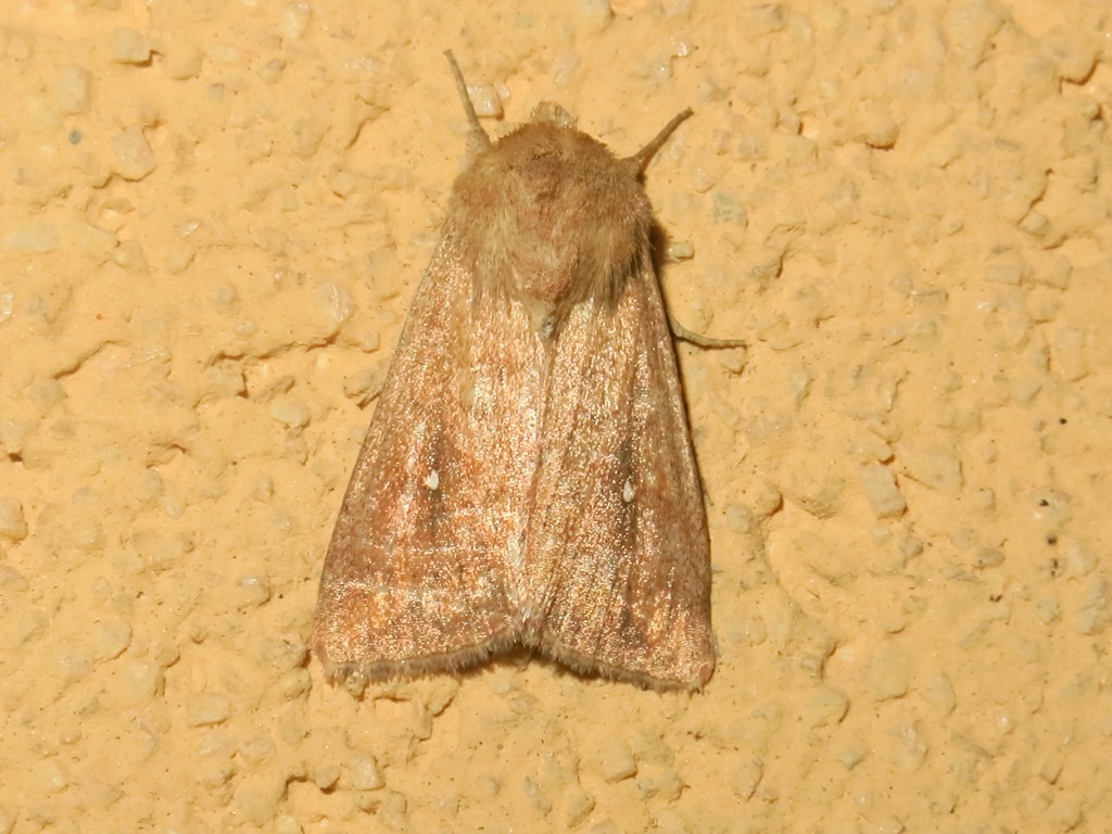 Mythimna da identificare - Mythimna (Hyphilare) albipuncta
