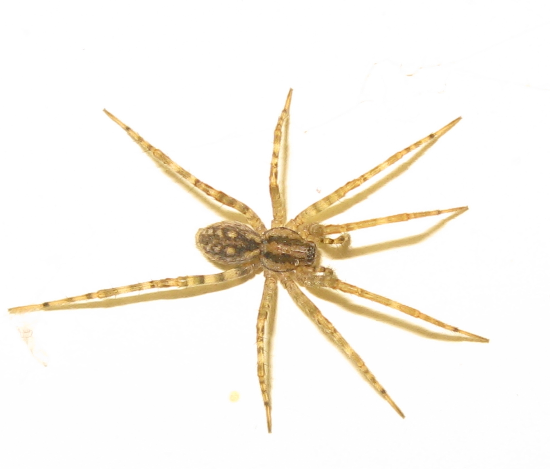 Malthonica cf. silvestris - Acquapendente (VT)