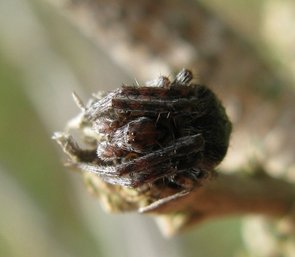 Agalenatea redii - Acquapendente (VT)