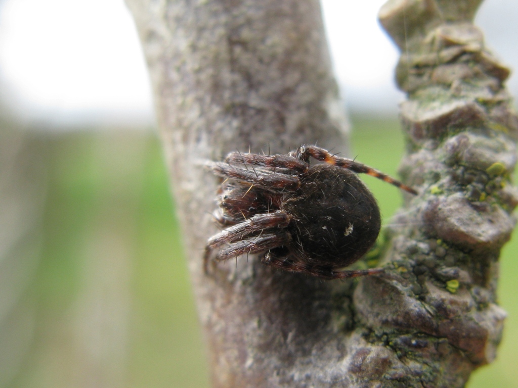Agalenatea redii - Acquapendente (VT)