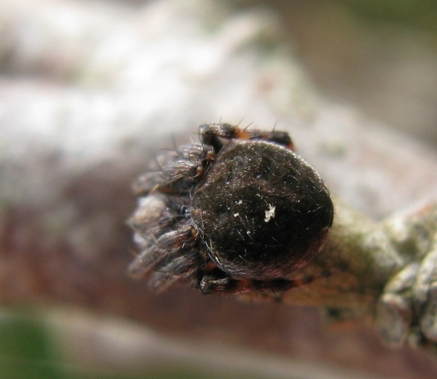 Agalenatea redii - Acquapendente (VT)