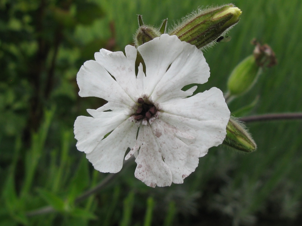 Silene alba