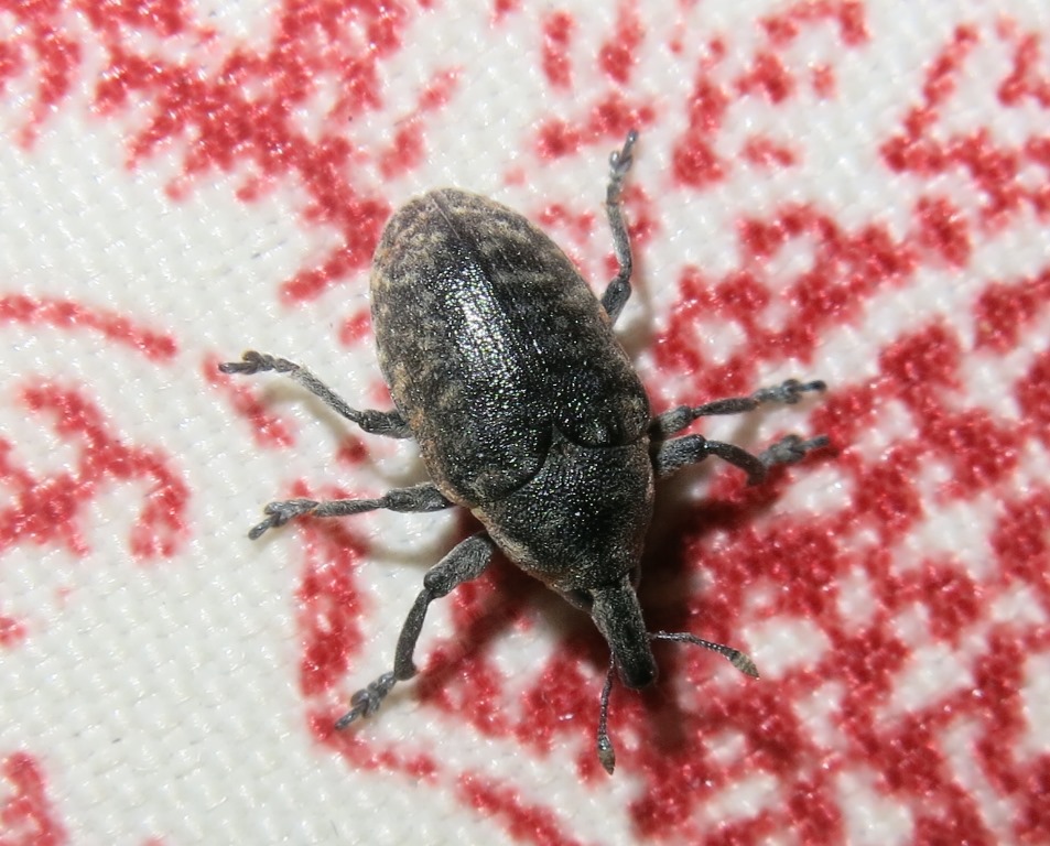 Larinus da determinare:  Larinus (Phyllonomeus) turbinatus