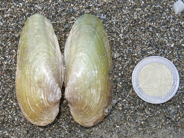 Bivalve da determinare?