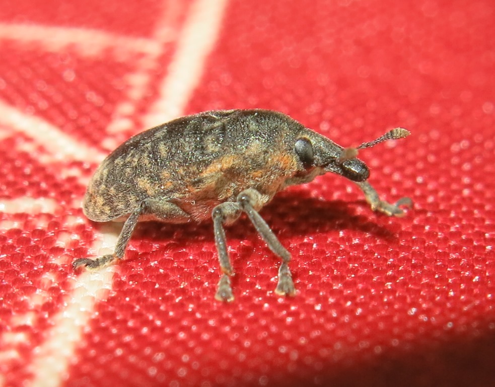 Larinus da determinare:  Larinus (Phyllonomeus) turbinatus