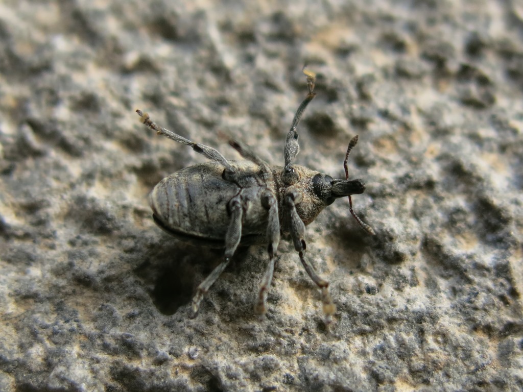 Larinus da determinare:  Larinus (Phyllonomeus) turbinatus