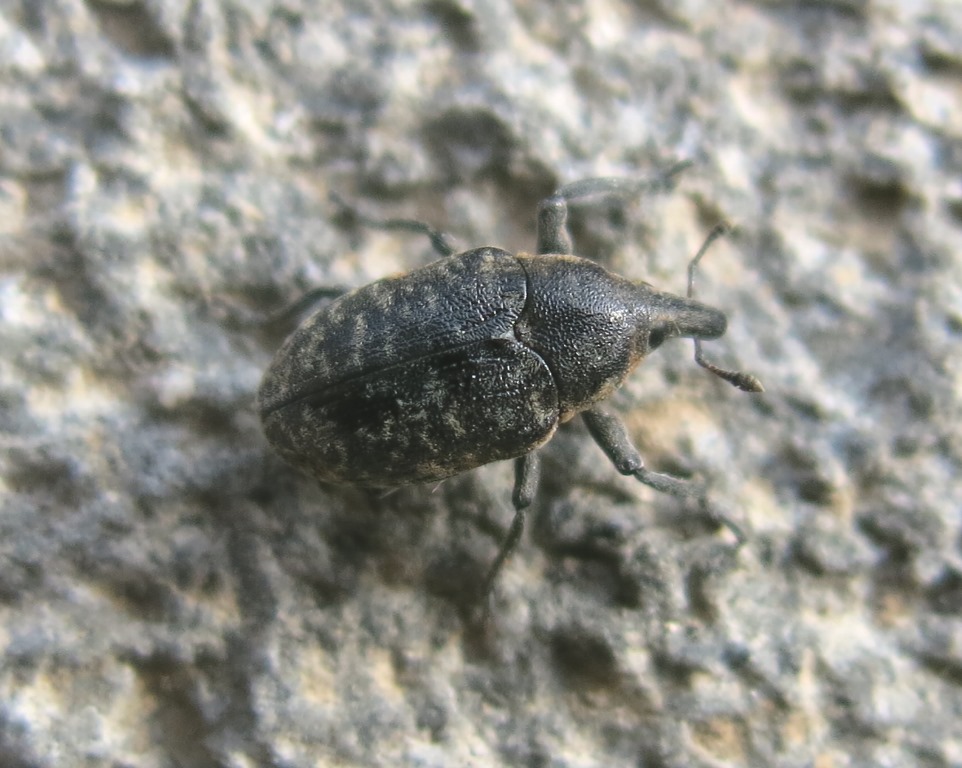 Larinus da determinare:  Larinus (Phyllonomeus) turbinatus