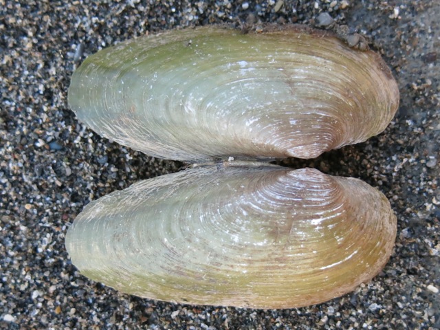Bivalve da determinare?