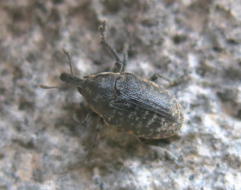 Larinus da determinare:  Larinus (Phyllonomeus) turbinatus