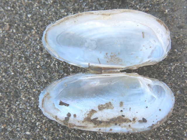 Bivalve da determinare?