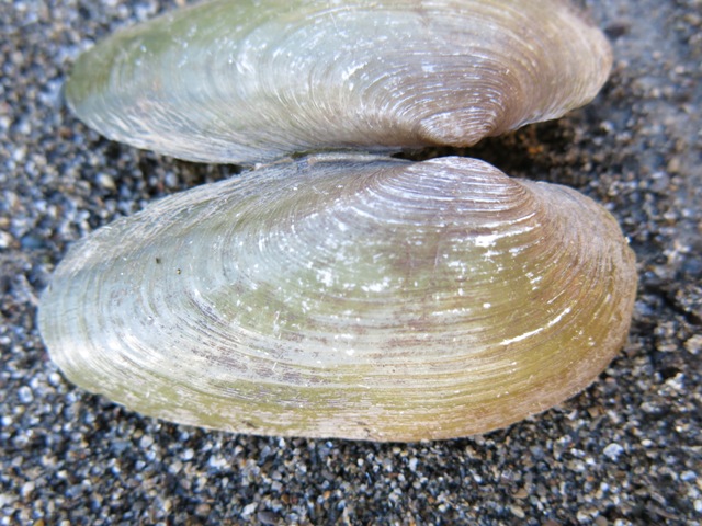 Bivalve da determinare?