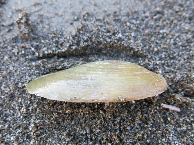 Bivalve da determinare?