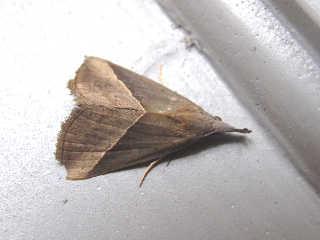 Hypena lividalis (Erebidae)