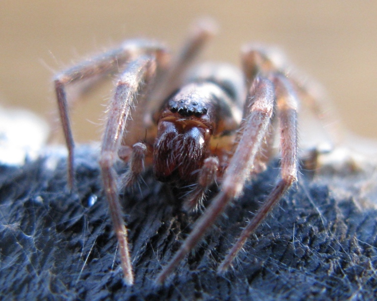 Liocranum rupicola - Acquapendente (VT)