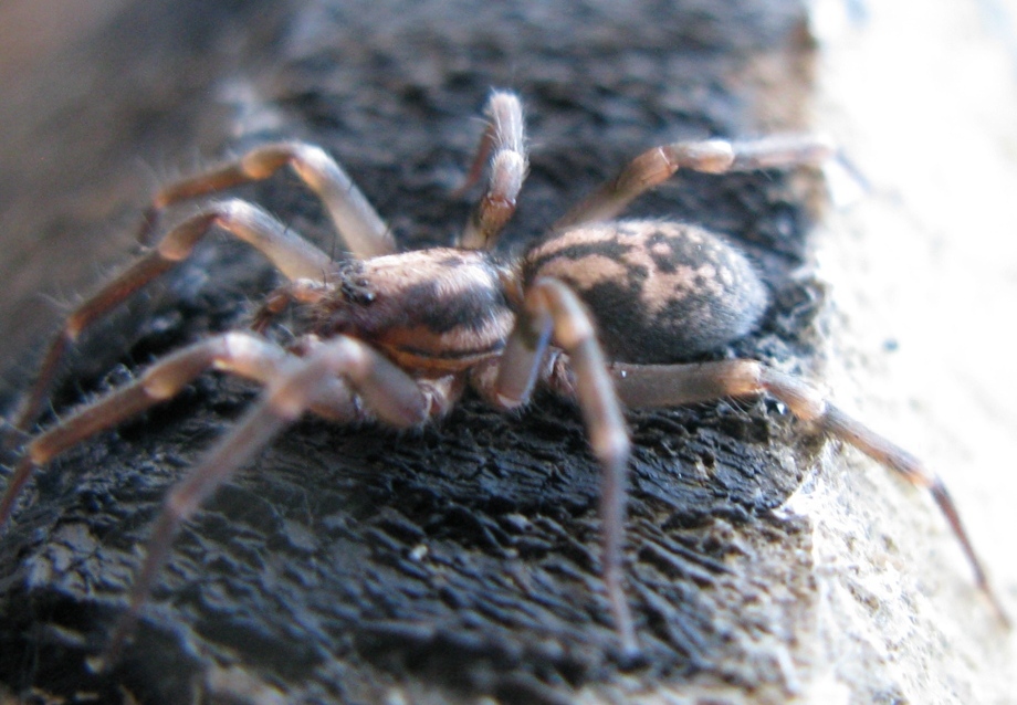 Liocranum rupicola - Acquapendente (VT)