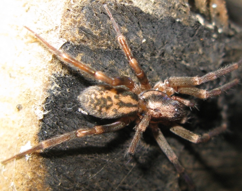Liocranum rupicola - Acquapendente (VT)
