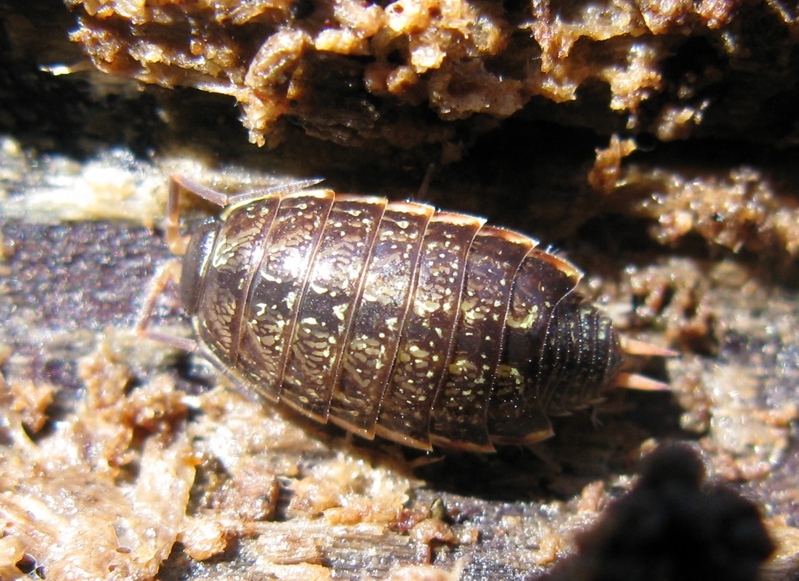 Philoscia cfr. muscorum