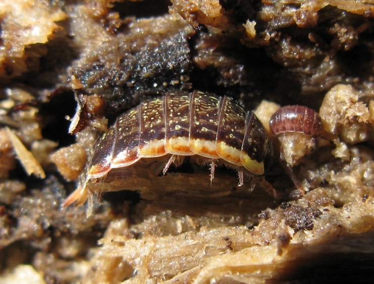 Philoscia cfr. muscorum