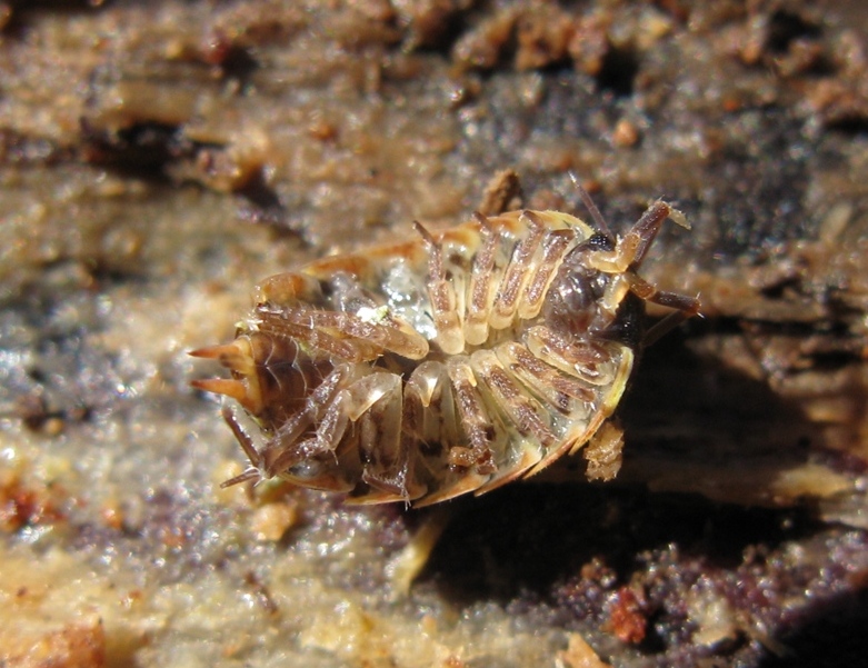 Philoscia cfr. muscorum