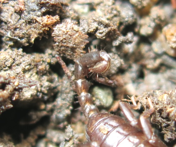 Euscorpius sp