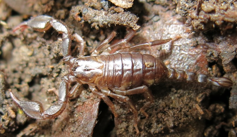Euscorpius sp