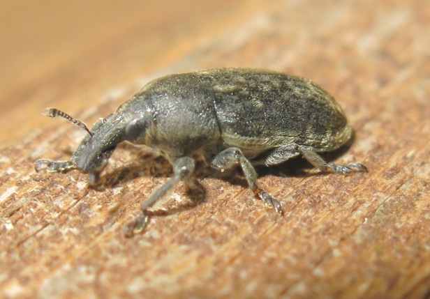 Curculionidae - Larinus sturnus? - no - Larinus scolymi