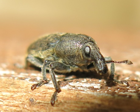 Curculionidae - Larinus sturnus? - no - Larinus scolymi
