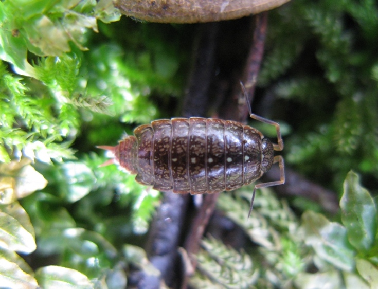 Philoscia muscorum
