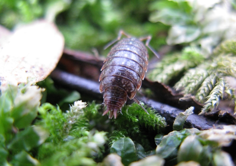 Philoscia muscorum