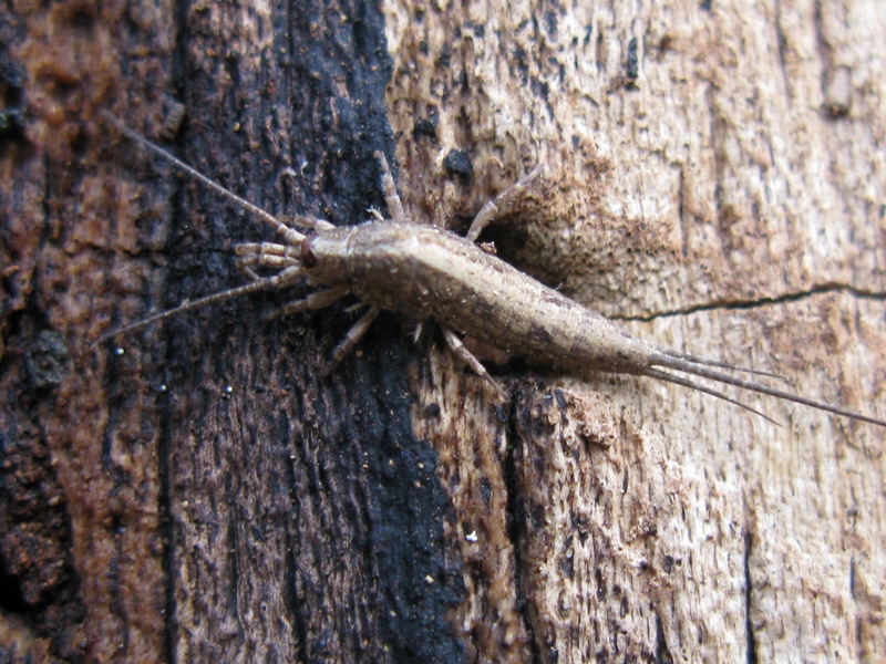 Machilidae da determinare? 4