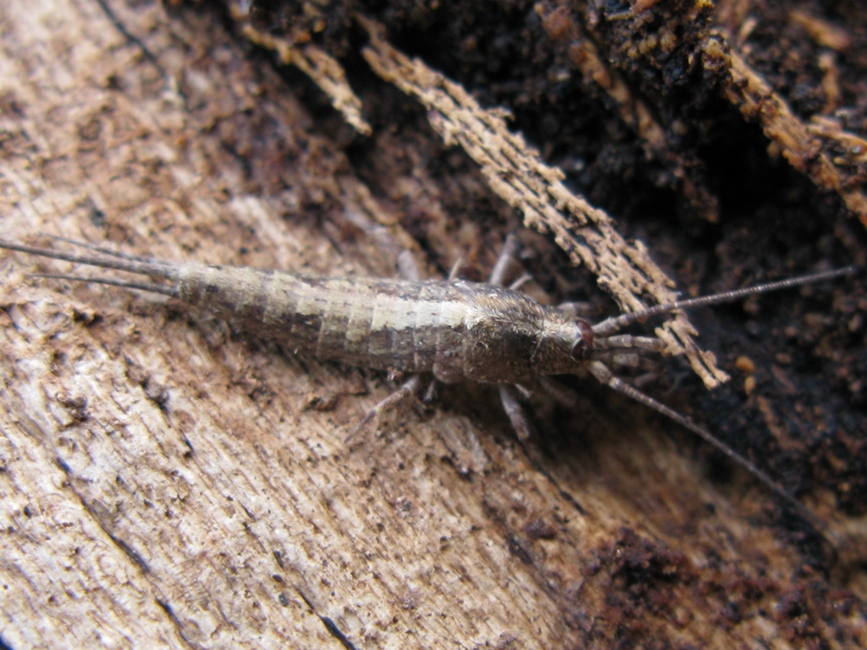 Machilidae da determinare? 4