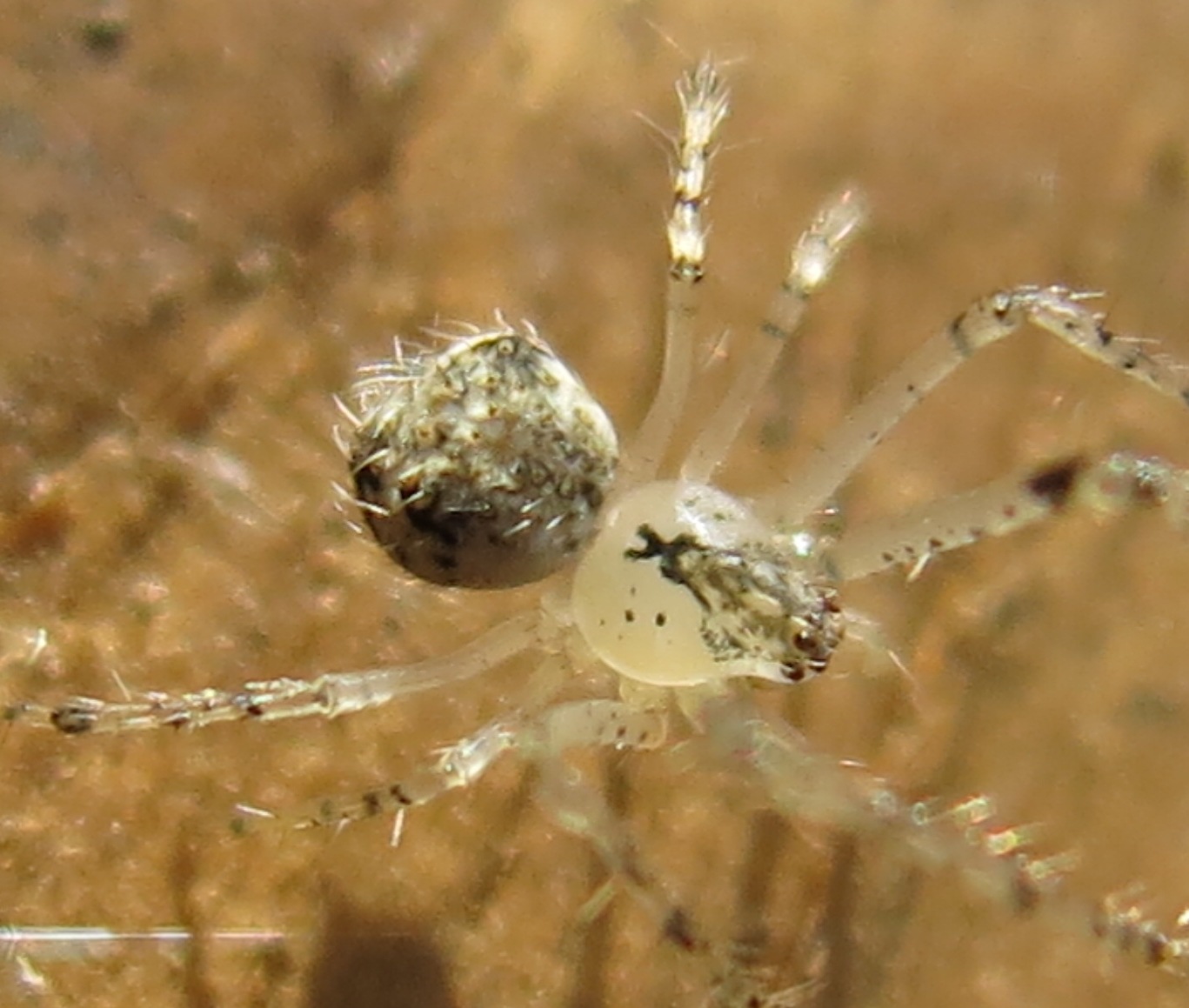 Mimetus laevigatus - Acquapendente (VT)