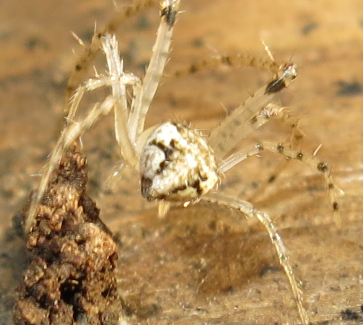 Mimetus laevigatus - Acquapendente (VT)