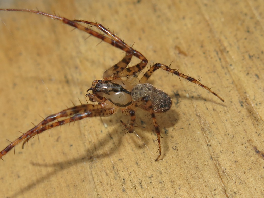 Metellina merianae - Acquapendente (VT)