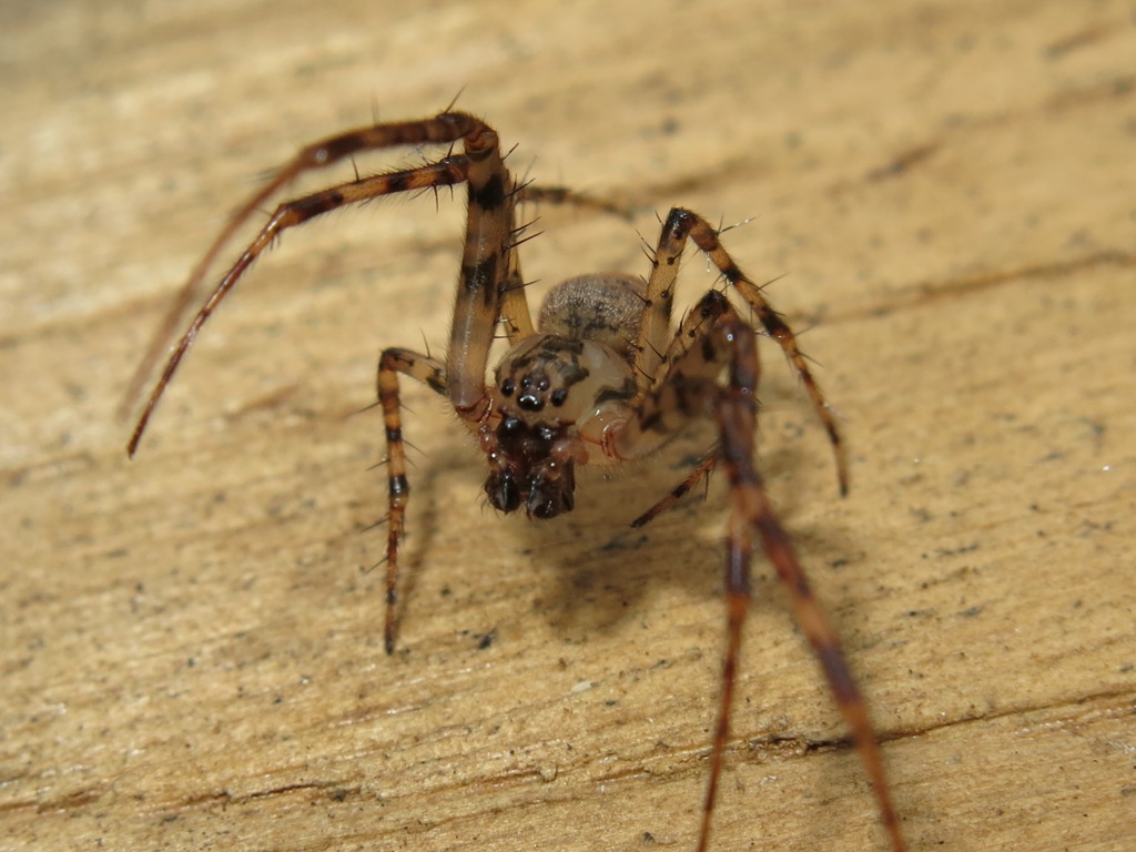 Metellina merianae - Acquapendente (VT)
