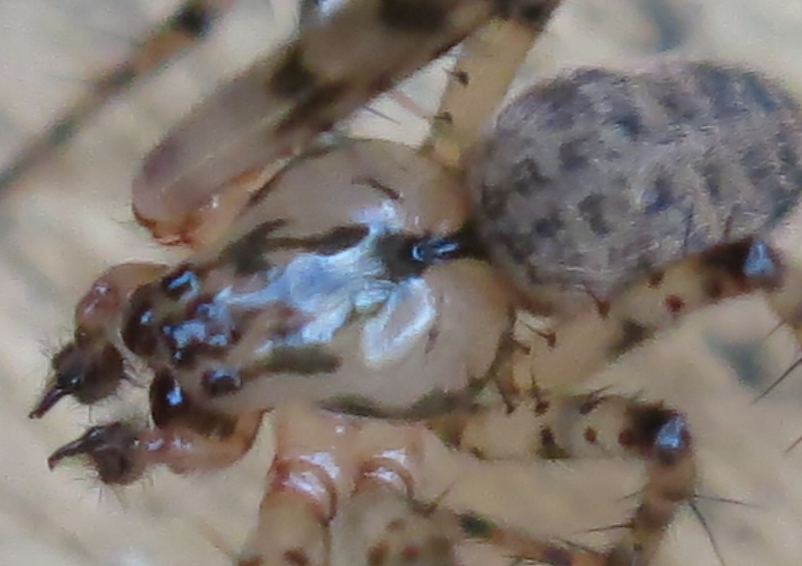 Metellina merianae - Acquapendente (VT)